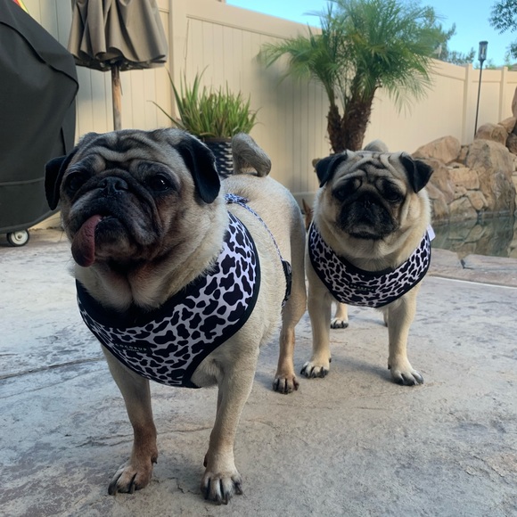 Meet your Posher’s, CHAI & ABIGAIL! - Picture 4 of 12